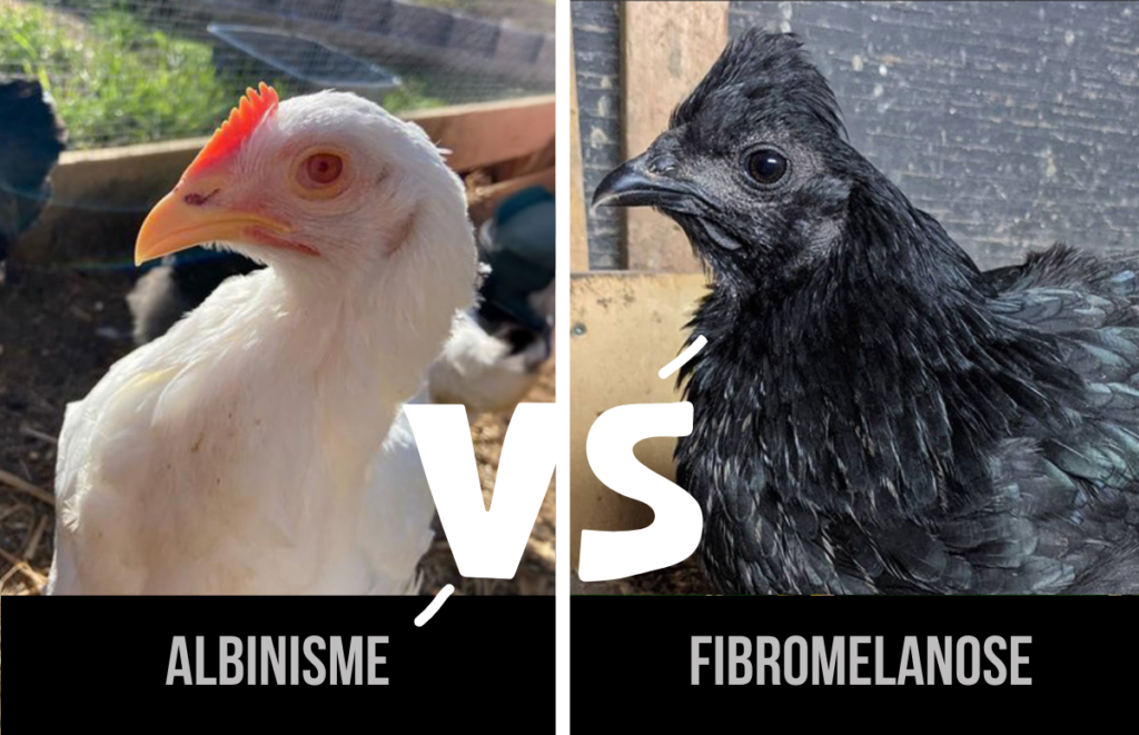 albinisme versus fibromelanose