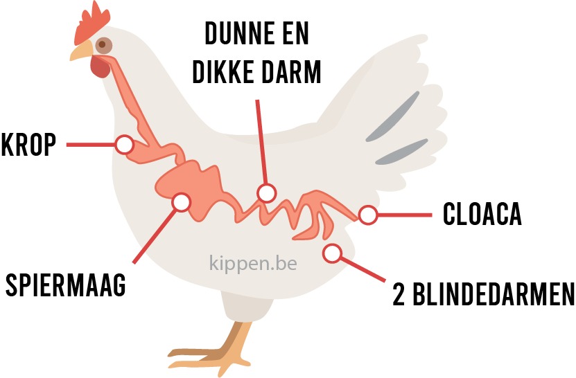 de krop en spijsverteringsstelsel van een kip