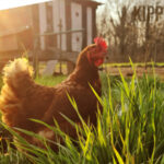 een kip in het hoge gras bij opgaande zon