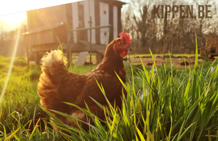 een kip in het hoge gras bij opgaande zon
