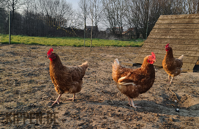 verschillende kippen in een grote buitenren