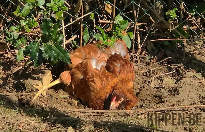 een kip genietend van een stofbad