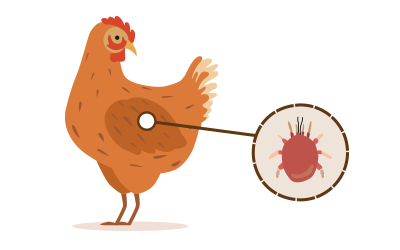 illustratie van een kip met parasieten