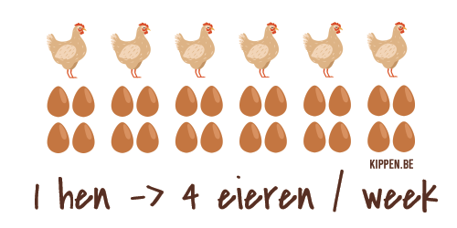 Aantal eieren per kip per week