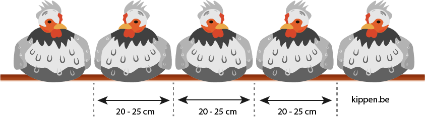 hoe kippen slapen op de zitstok