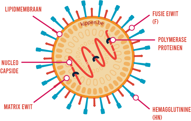 Visuele representatie van het virus van de ziekte van Newcastle en de verschillende onderdelen: de fusie eiwitten, de hemagglutinine eiwitten, het lipidmembraan, de matrix eiwitten en het RNA vervat in de nucleocapside.