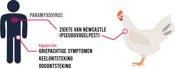 illustratie voor de besmettelijkheid van het newcastle disease virus voor mensen, met de verschillende symptomen (griepachtige symptomen, keelontsteking, oogontsteking)