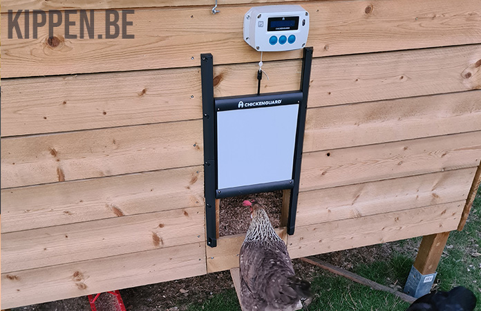 een kip gaat het hok binnen waar een chickenguard deurtje is geïnstalleerd