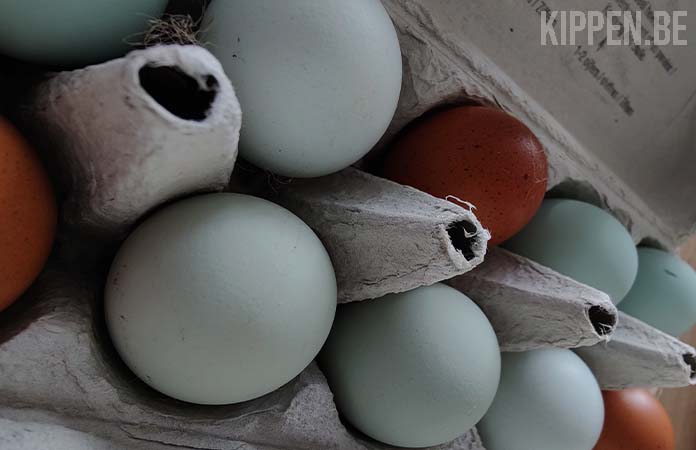 gekleurde eieren in een eikarton