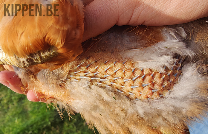 een kip toont haar nieuwe uitkomende veren tijdens de rui