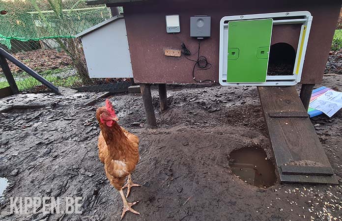 een kip bij een omlet kippendeur