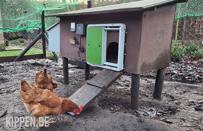 twee kippen naast een houten hok met de omlet automatische kippenhokdeur