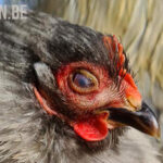 schuimende bellen op het oog van een kip