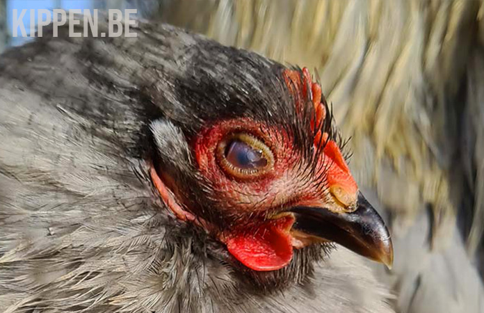 schuimende bellen op het oog van een kip