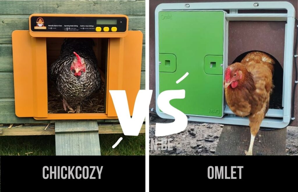 chickcozy vs omlet