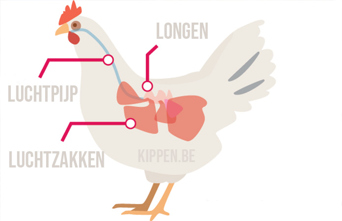 een illustratie die het ademhalingsstelsel van een kip toont