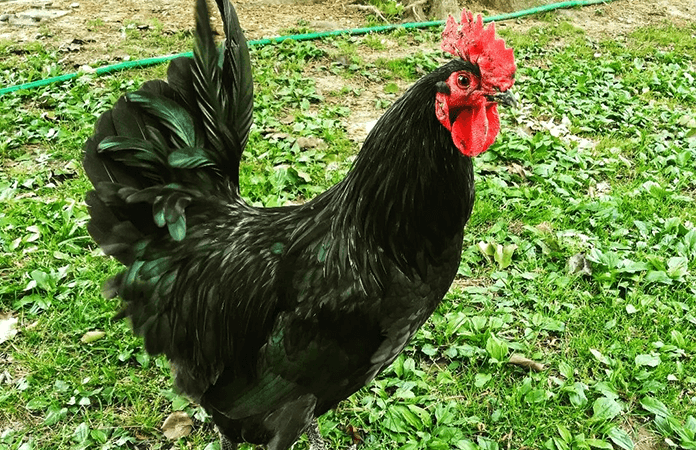 een zwarte australorp haan