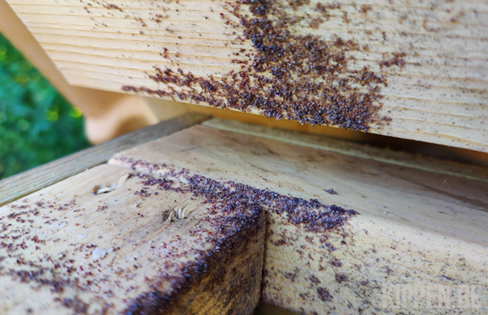 bloedluizen op de rand van een houten kippenhok