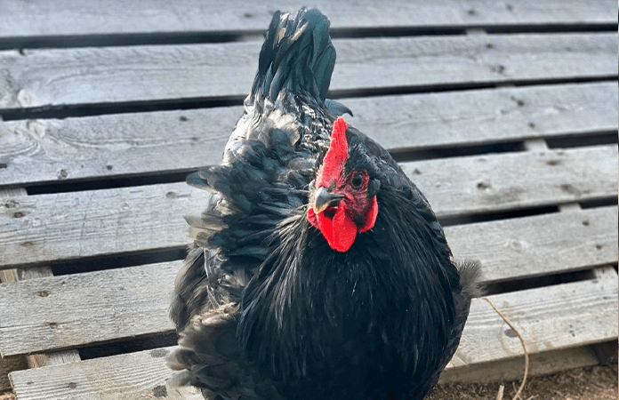een zwarte jersey giant kip