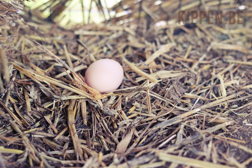 Het ei van een Maleier kip, lichtbruin met roze schijn