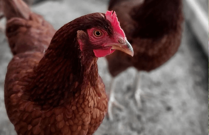 een rhode island red is een grotere kippensoort