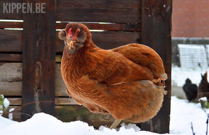 Een araucana hen