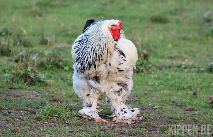 een brahma haan