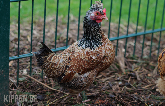 een cream legbar hen