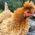 a frizzle chicken mix