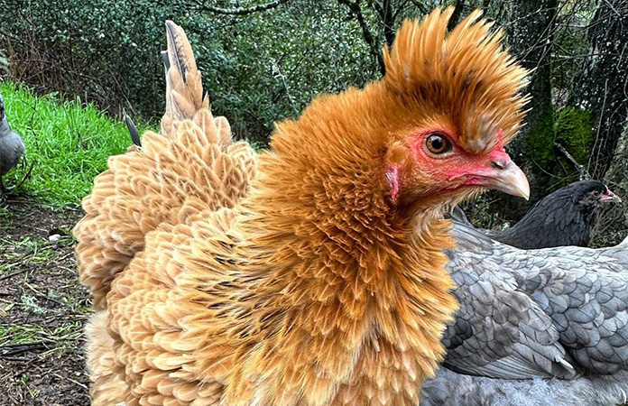 a frizzle chicken mix