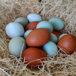 gekleurde kippeneieren in een nest