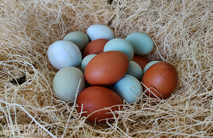 deze Hijgend los van Blauw, Groen of Roze: Welke Kippenrassen Leggen Gekleurde Eieren? -  Kippen.be
