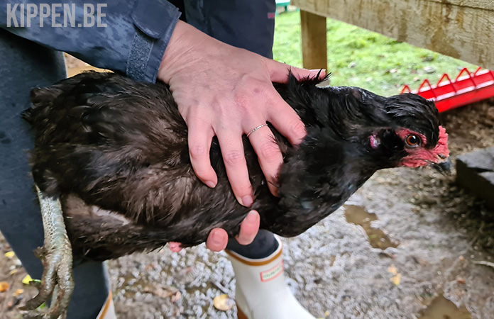 een kip wordt vastgehouden voor onderzoek