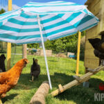 kippen in de zomermaanden