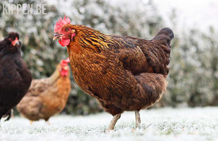 Kritiek Cirkel Haalbaarheid Marans Kip: Chocolade-Kleurige Eieren En Meer - Kippen.be