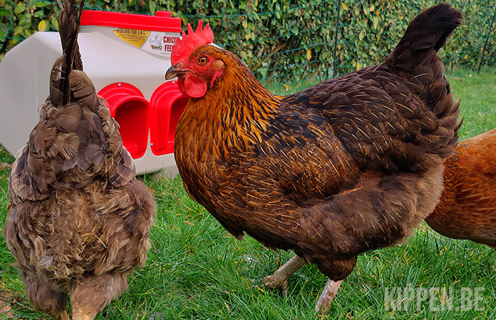 een marans hen