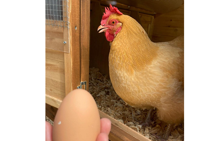 een buff orpington met een pas gelegd ei