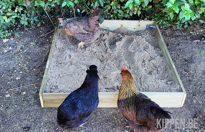 drie kippen rond een stofbad