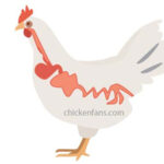 een illustratie van de krop en het spijsverteringsstelsel van een kip