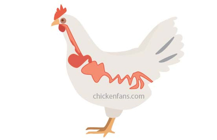 een illustratie van de krop en het spijsverteringsstelsel van een kip