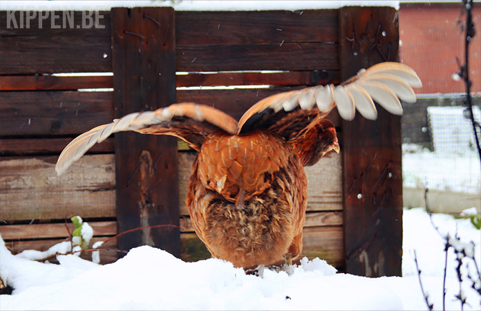 een araucana kip met gespreide vleugels