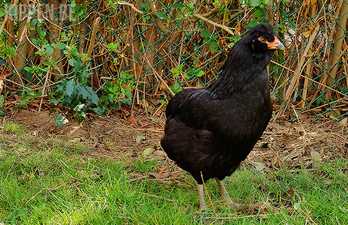 een zwarte staartloze araucana