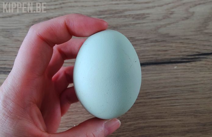 Authenticatie Keer terug Zuigeling Araucana Kippen: Alles Over De Blauwe Eierlegger - Kippen.be