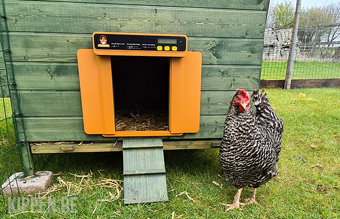 een kip naast de chickcozy automatische kippenhokdeur