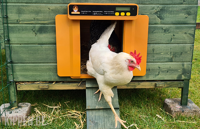 chickcozy als beste kippenhokdeur voor kleinere kippenhokken