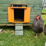 drie kippen bij de chickcozy automatische kippenhokdeur