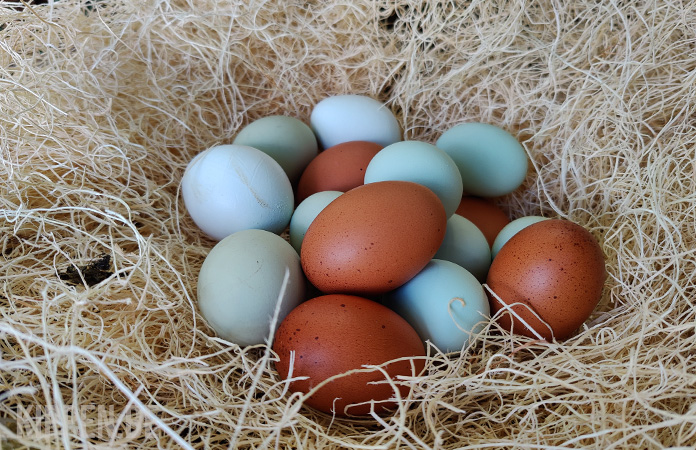 gekleurde eieren in een nest
