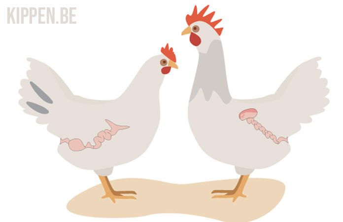 de voortplantingsorganen van een kip in een illustratie