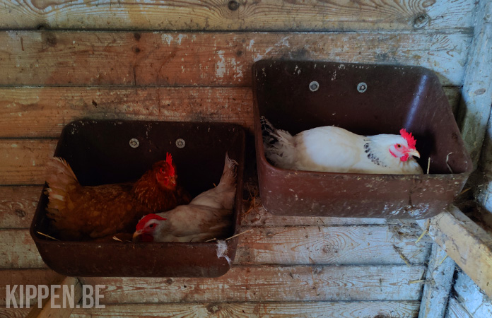 kippen in een legnest