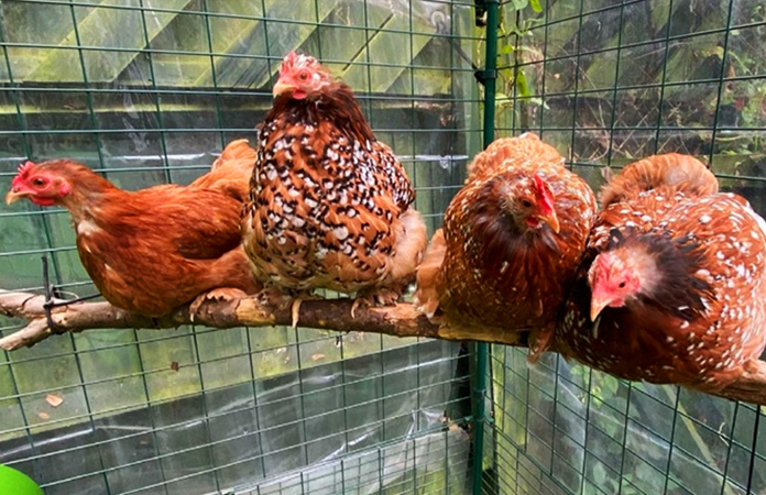 verschillende kippen op een zitstok die gemaakt werd van een dikke tak